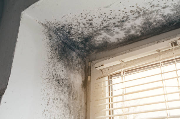 Affordable Mold Remediation solutions in Burnsville, NC